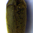 Image of <i>Trixagus exul</i>