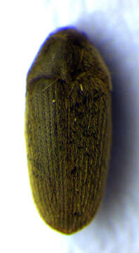 Image de <i>Trixagus exul</i>