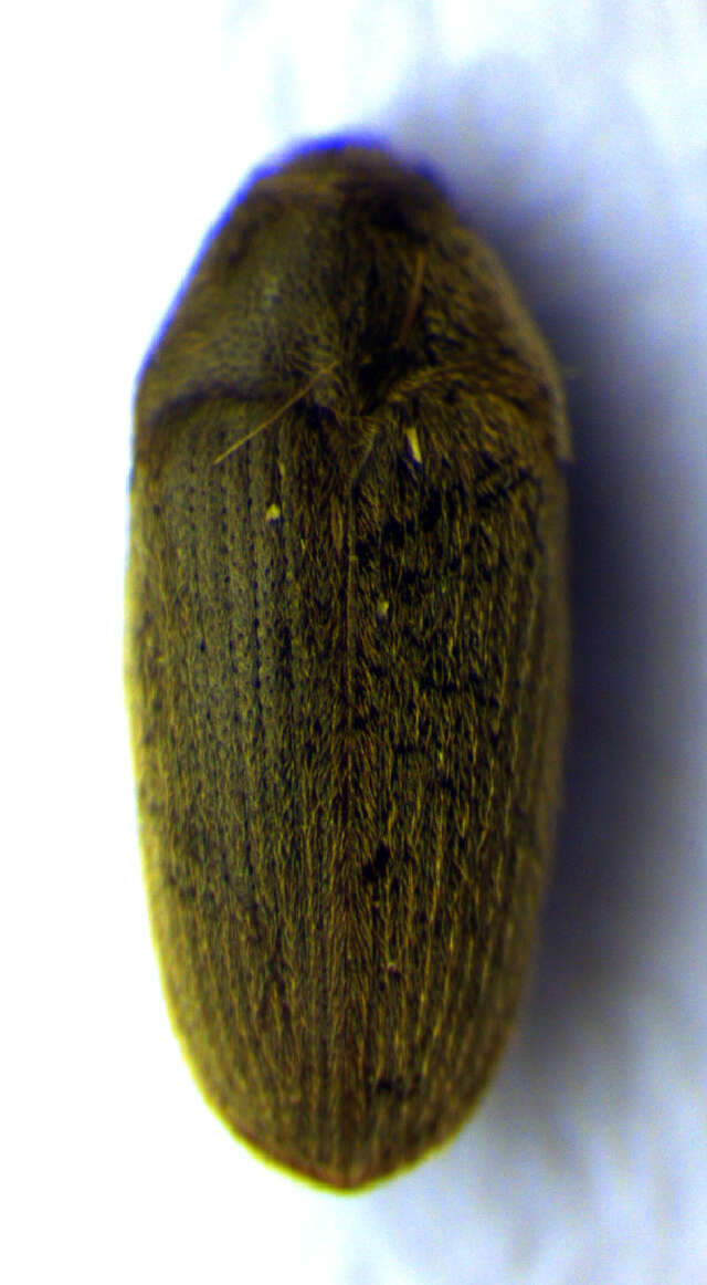 Image of Pancrustacea