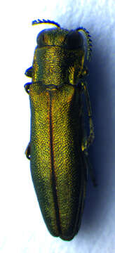 Image of Agrilus angustulus (Illiger 1803)