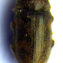 Image of <i>Heterocerus hispidulus</i>