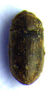 Image of <i>Heterocerus hispidulus</i>