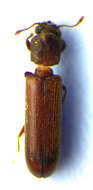 Image of Powderpost beetle