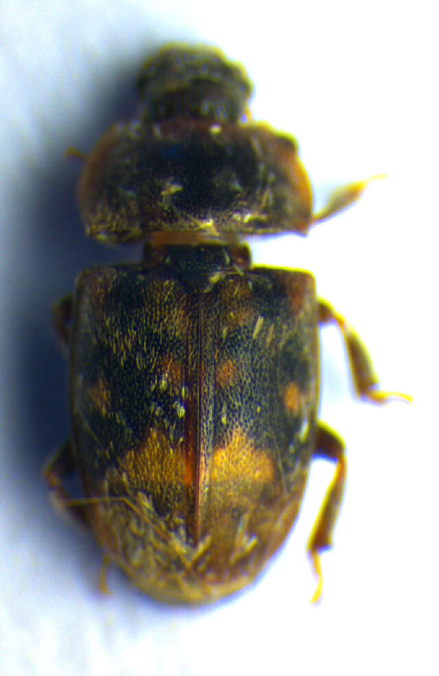 Image of Sap-feeding beetle