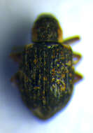 Image of Weevil