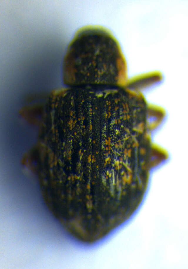 Image of Curculionoidea