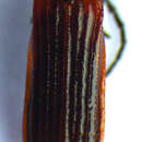 Image of <i>Pyropterus nigroruber</i>