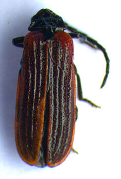 Слика од <i>Pyropterus nigroruber</i>