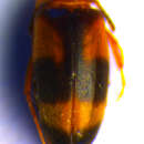 Image de <i>Cyrtanaspis phalerata</i>