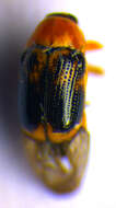 <i>Cryptocephalus pusillus</i> resmi