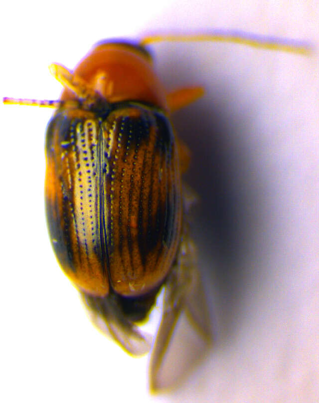 <i>Cryptocephalus pusillus</i> resmi