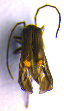 صورة <i>Malthodes guttifer</i>