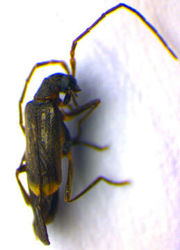 صورة <i>Malthodes guttifer</i>