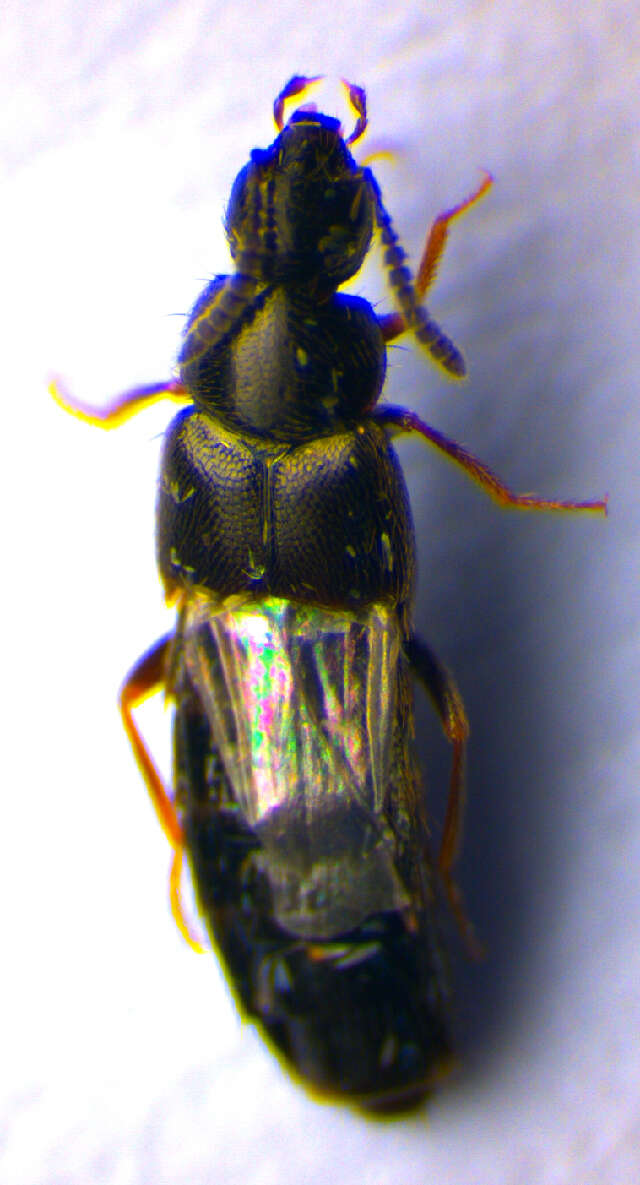 Image of Aleochara (Xenochara) sparsa Heer 1839