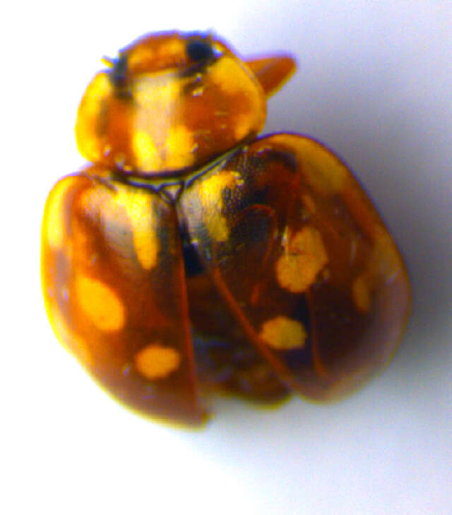 Image of <i>Myrrha octodecimguttata</i>