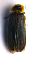 Image of common glow-worm