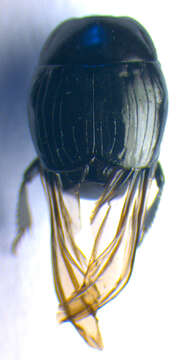 Image of Margarinotus (Ptomister) striola (C. R. Sahlberg 1819)