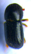 Image of Bark beetle