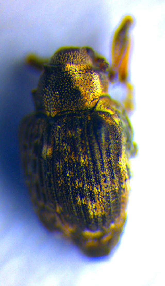 Image of <i>Pelenomus waltoni</i>