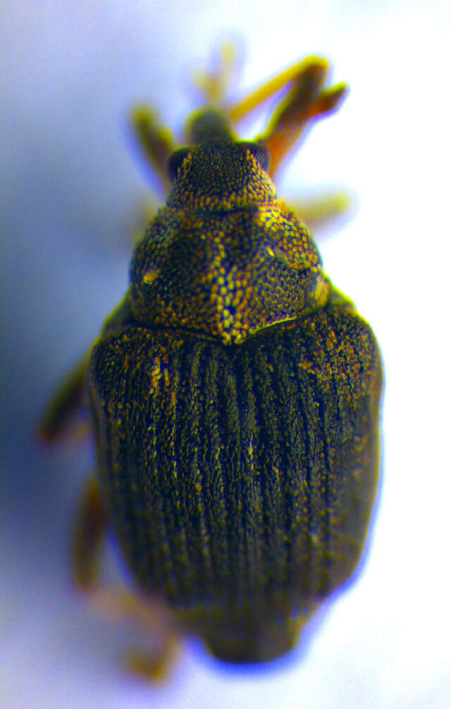 Image of <i>Pelenomus waltoni</i>