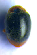 Image of <i>Scymnus ferrugatus</i>