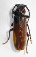 Image of Arhopalus rusticus (Linné 1758)