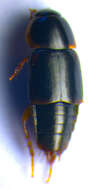 Image of Tachinus (Tachinus) pallipes (Gravenhorst 1806)