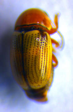 Image of <i>Cryptocephalus fulvus</i>