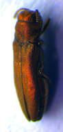 Image of St. John's Wort Root Borer