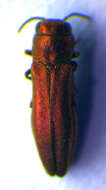 Image of St. John's Wort Root Borer