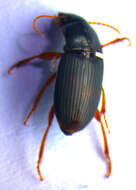 صورة Harpalus (Harpalus) smaragdinus (Duftschmid 1812)