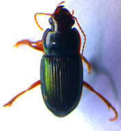 صورة Harpalus (Harpalus) smaragdinus (Duftschmid 1812)