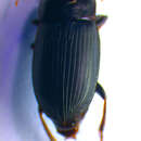 Image de Harpalus (Cryptophonus) melancholicus Dejean 1829