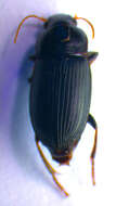 Image de Harpalus (Cryptophonus) melancholicus Dejean 1829