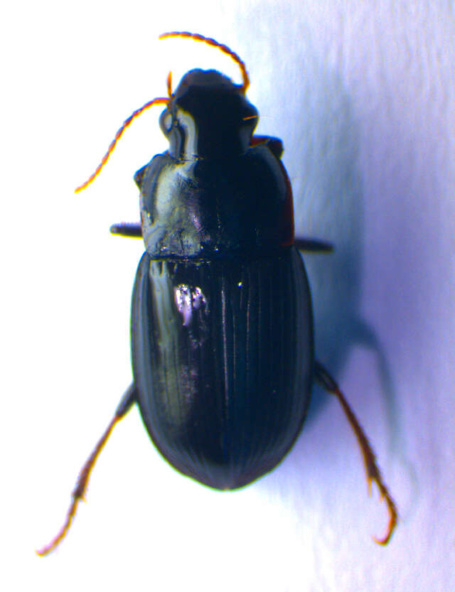 Image de Harpalus (Cryptophonus) melancholicus Dejean 1829