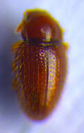 Image of Handsome fungus beetle