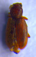 Image of minute brown scavenger beetles
