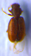 Слика од <i>Corticaria alleni</i>