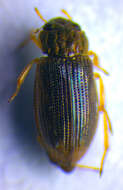 Image of Helophorus (Rhopalohelophorus) dorsalis (Marsham 1802)