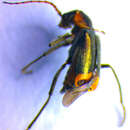 Image of <i>Axinotarsus pulicarius</i>