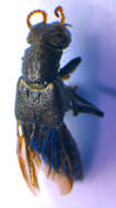 Image of Ontholestes murinus (Linnaeus 1758)