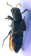 Image of Ontholestes murinus (Linnaeus 1758)