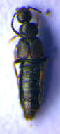 Image of Atheta (Dimetrota) nigripes (Thomson & C. G. 1856)