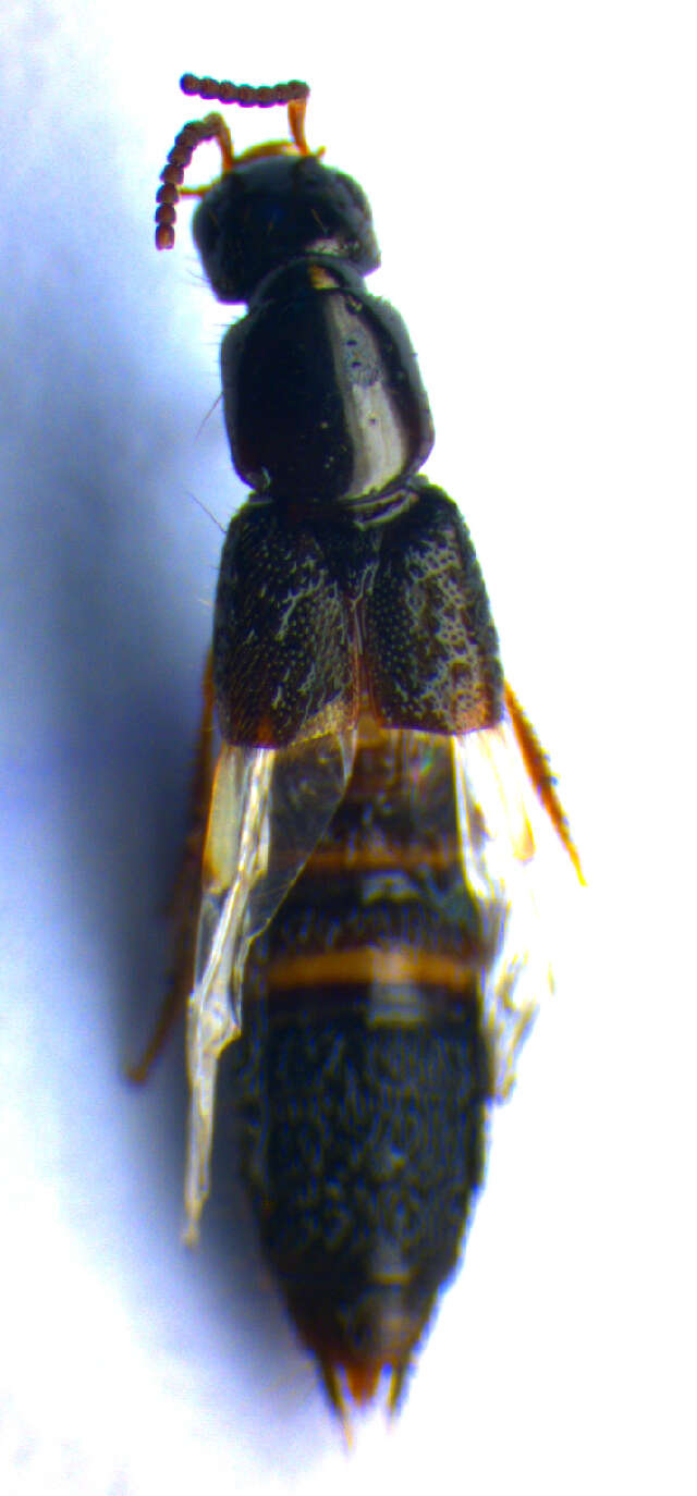 Image of Rove beetle