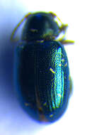 Image of <i>Chaetocnema mannerheimii</i>