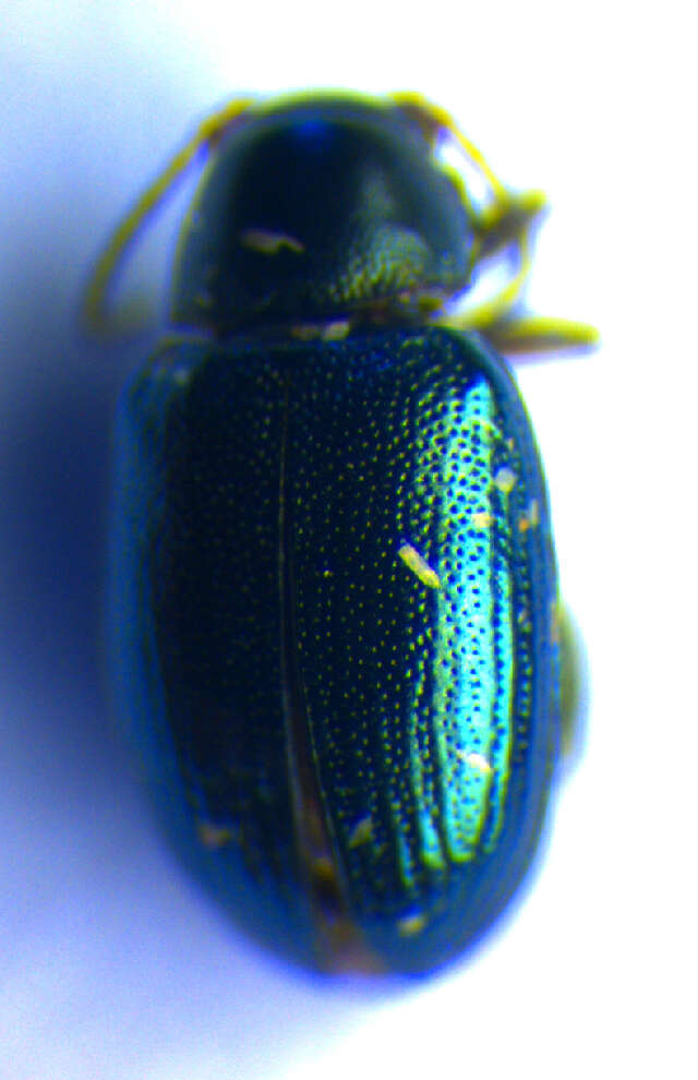 Image of <i>Chaetocnema mannerheimii</i>