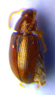 Image of Leaf beetle