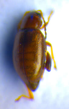 Image of Leaf beetle