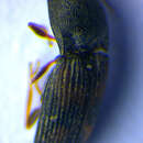 Image of <i>Negastrius sabulicola</i>