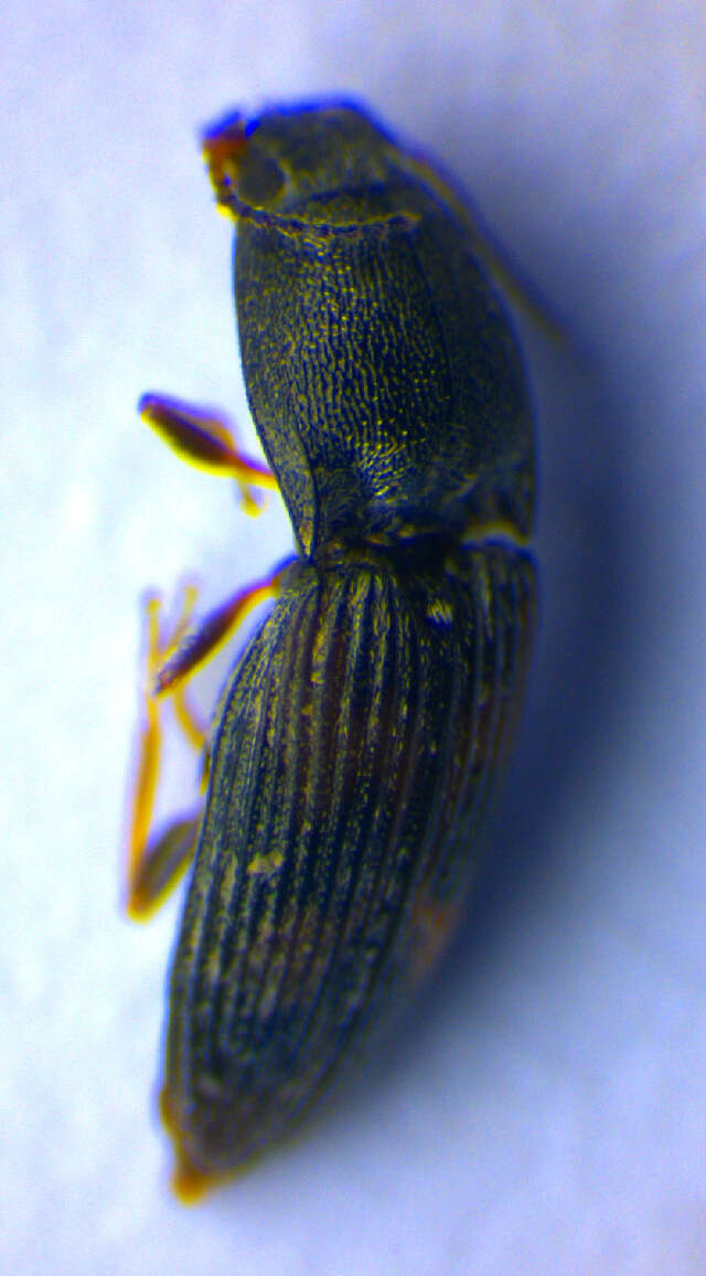 Image of <i>Negastrius sabulicola</i>